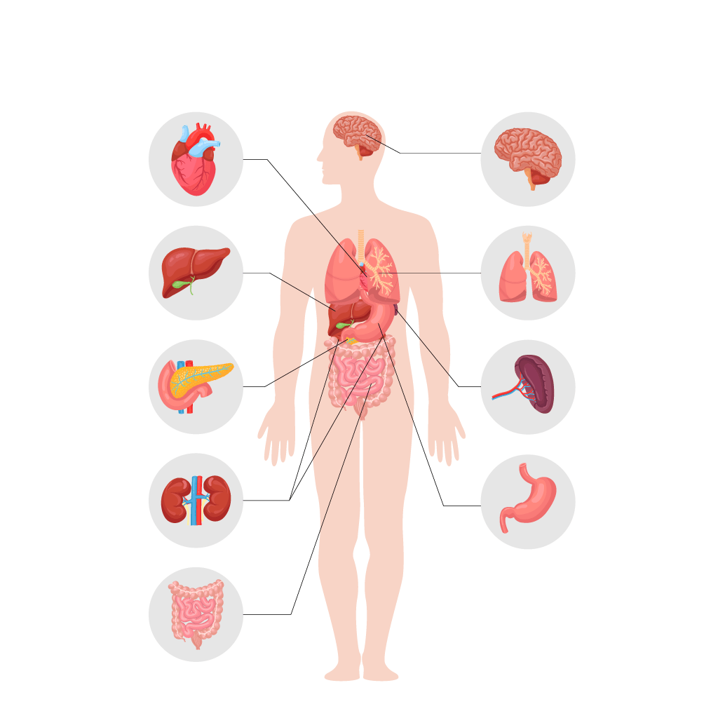 image dessinée du corps humain et des différents organes